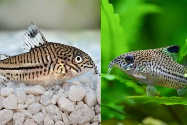 Close-up image of an Armenian Cory catfish resting on the aquarium substrate, showing its distinctive spotted pattern and barbels.