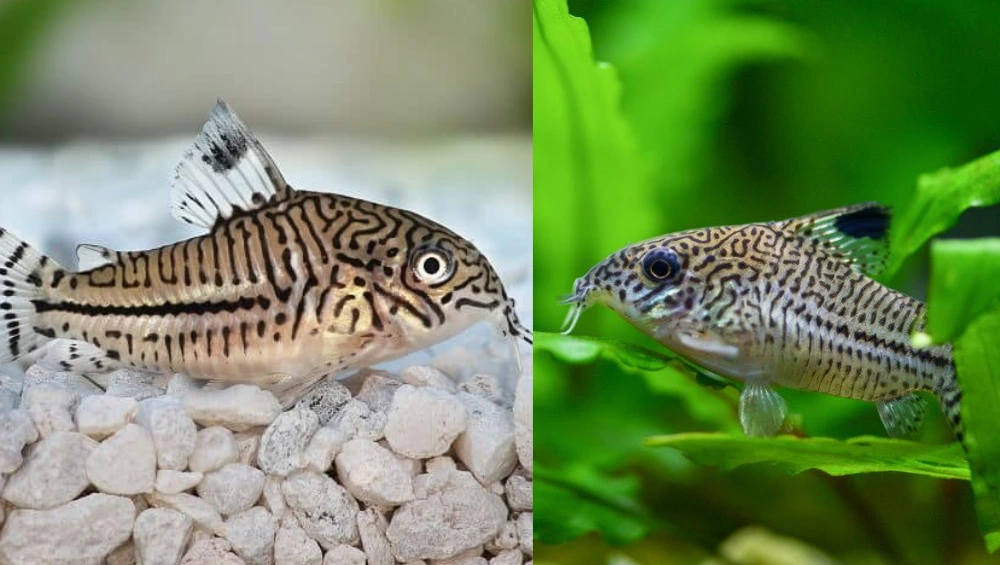Close-up image of an Armenian Cory catfish resting on the aquarium substrate, showing its distinctive spotted pattern and barbels.