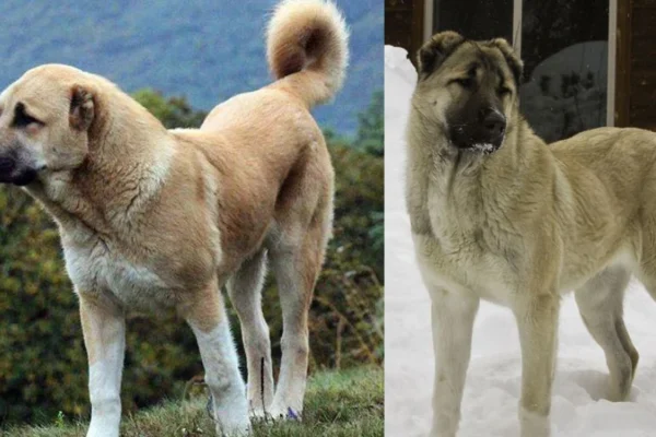 An Armenian Gampr dog standing alert in a mountainous landscape, showcasing its strong build and protective nature.