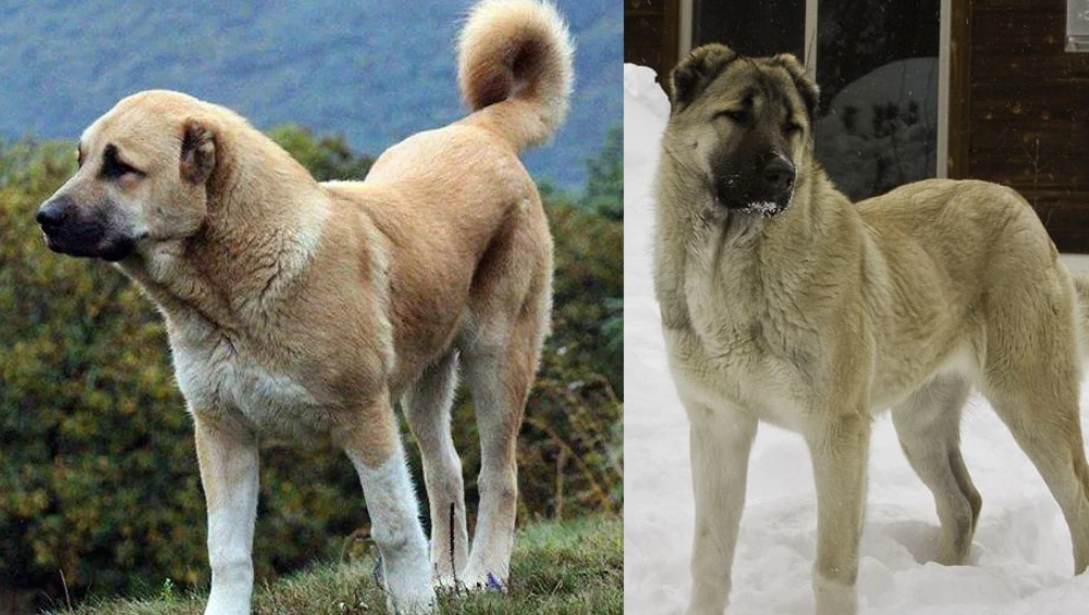 An Armenian Gampr dog standing alert in a mountainous landscape, showcasing its strong build and protective nature.