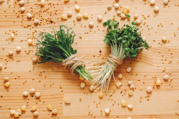 Fresh Koriandri herb with green leaves and brown seeds showing dual identity as cilantro and coriander spice