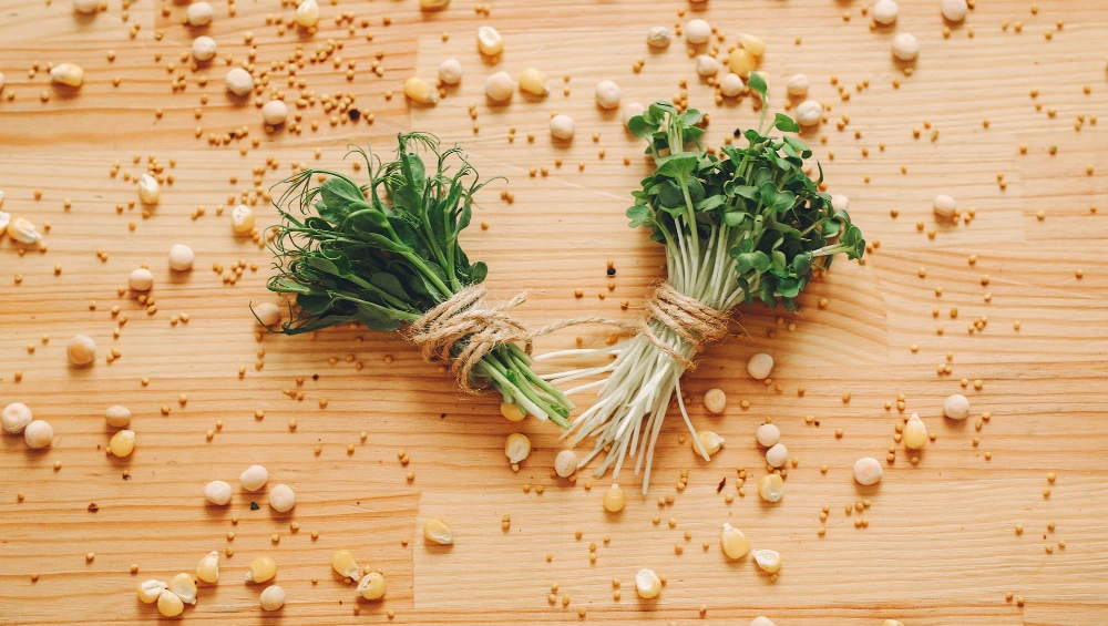 Fresh Koriandri herb with green leaves and brown seeds showing dual identity as cilantro and coriander spice